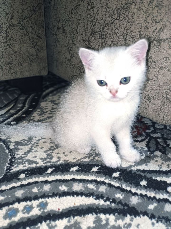 700 000 сум