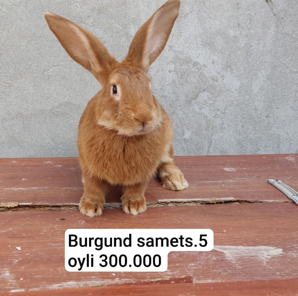 35 000 UZS