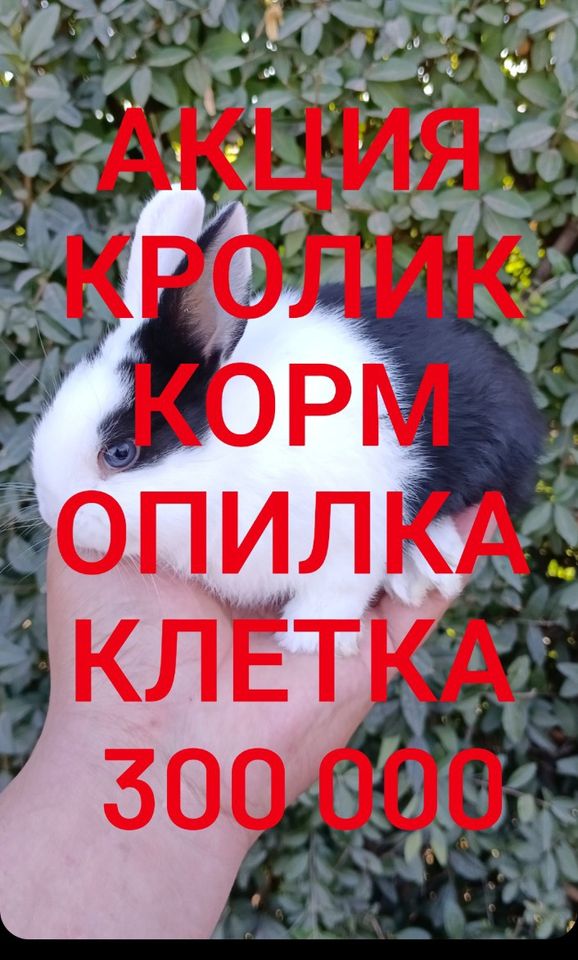 300 000 UZS