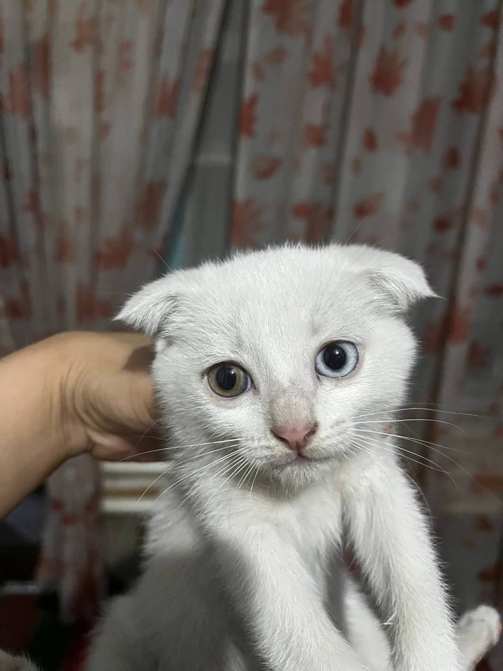 Бесплатно