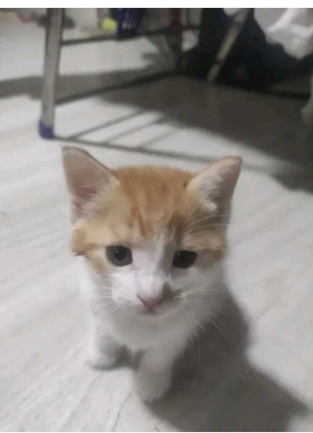 Bepul