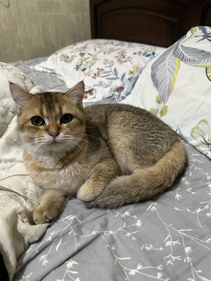 800 000 сум