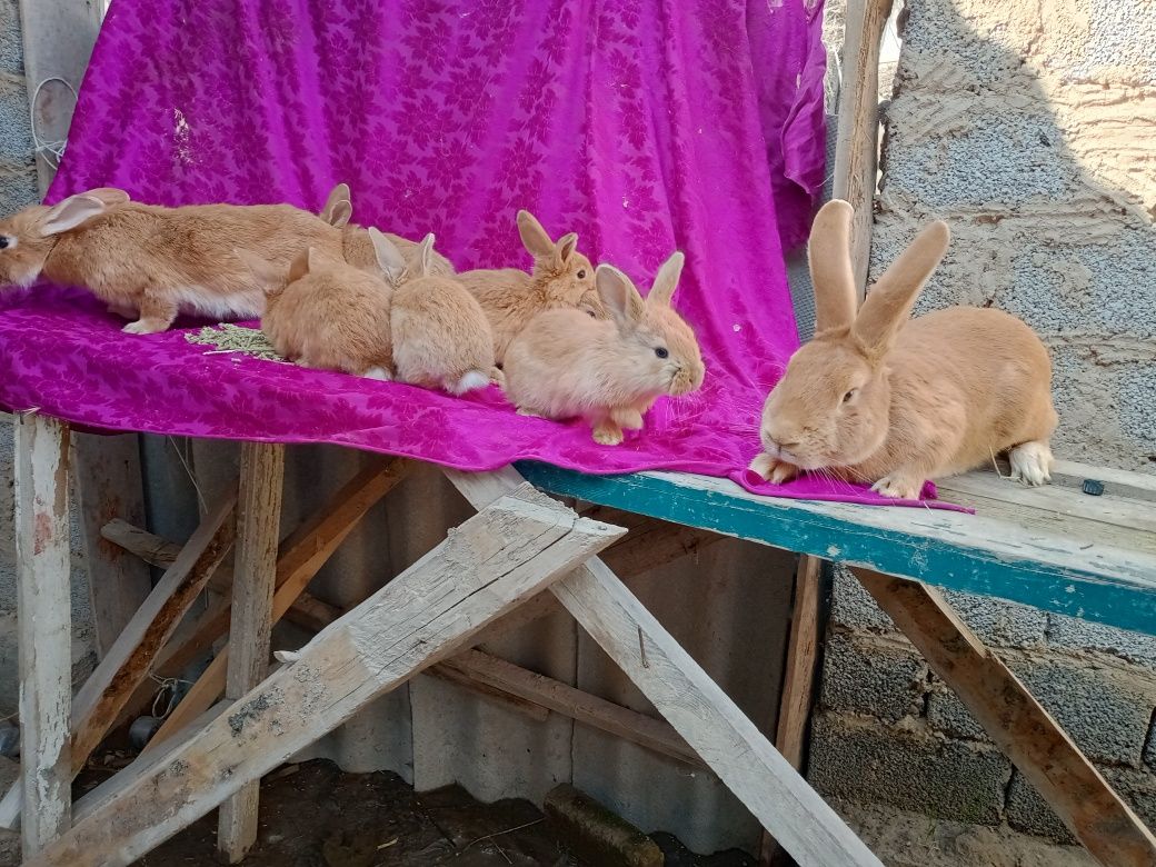 100 000 сум