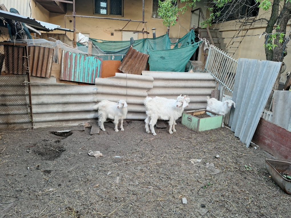 12 500 000 сум