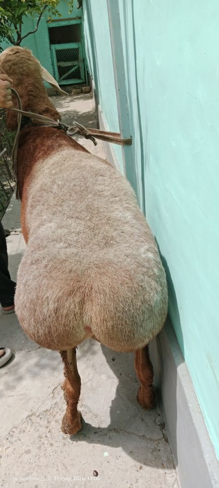 20 000 000 сум