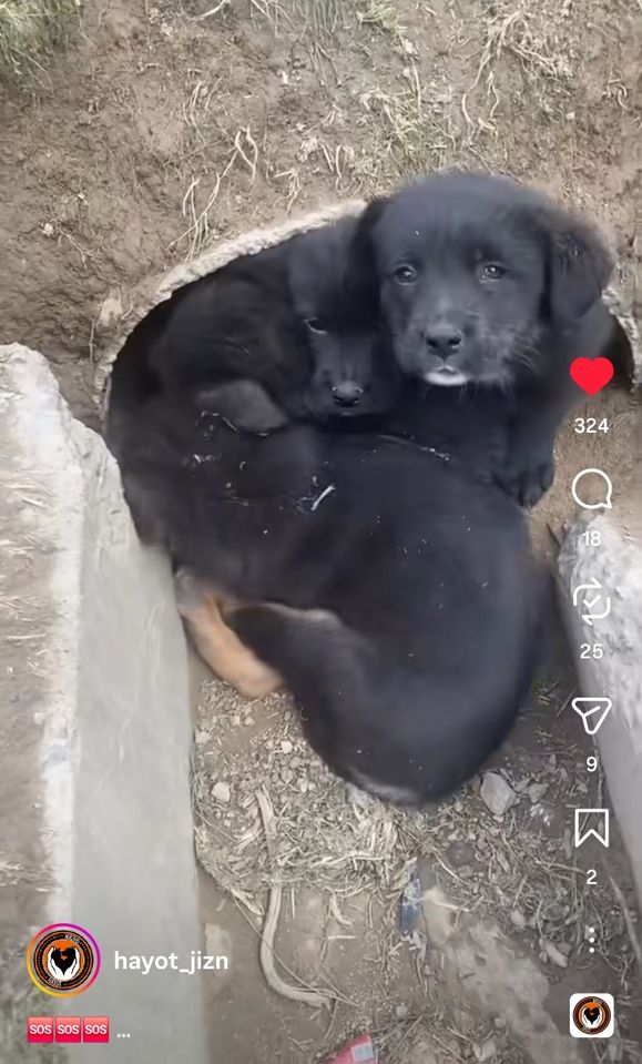 Бесплатно