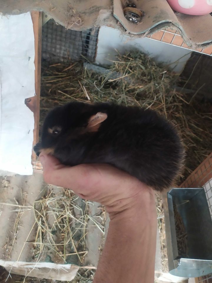 50 USD