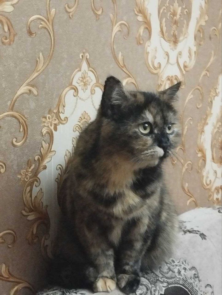 5 000 сум