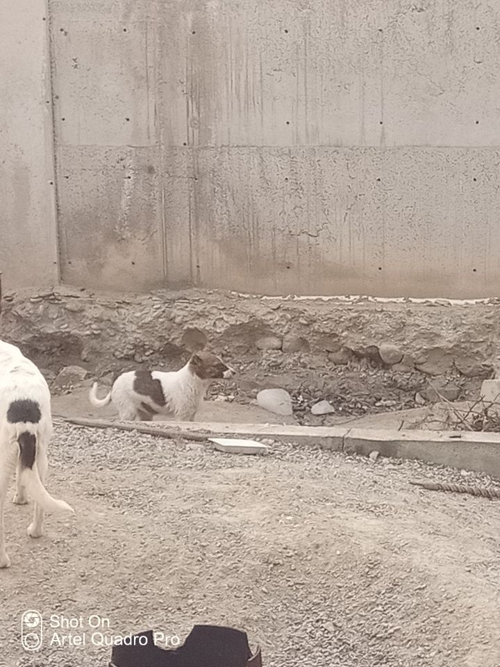 Бесплатно