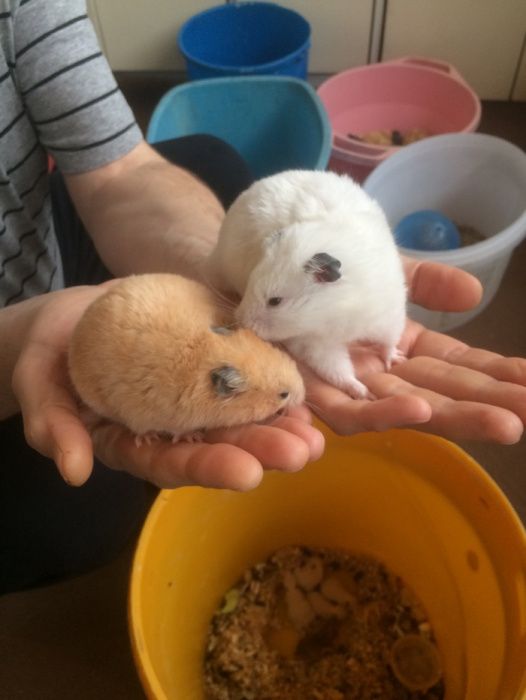 35 000 сум