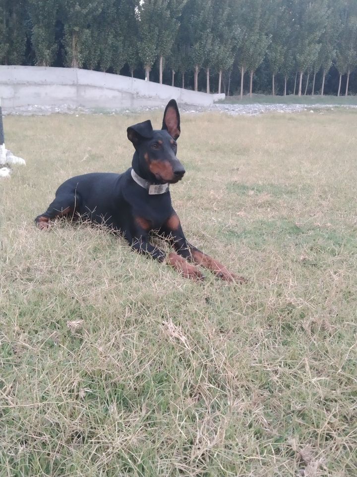 600 000 UZS