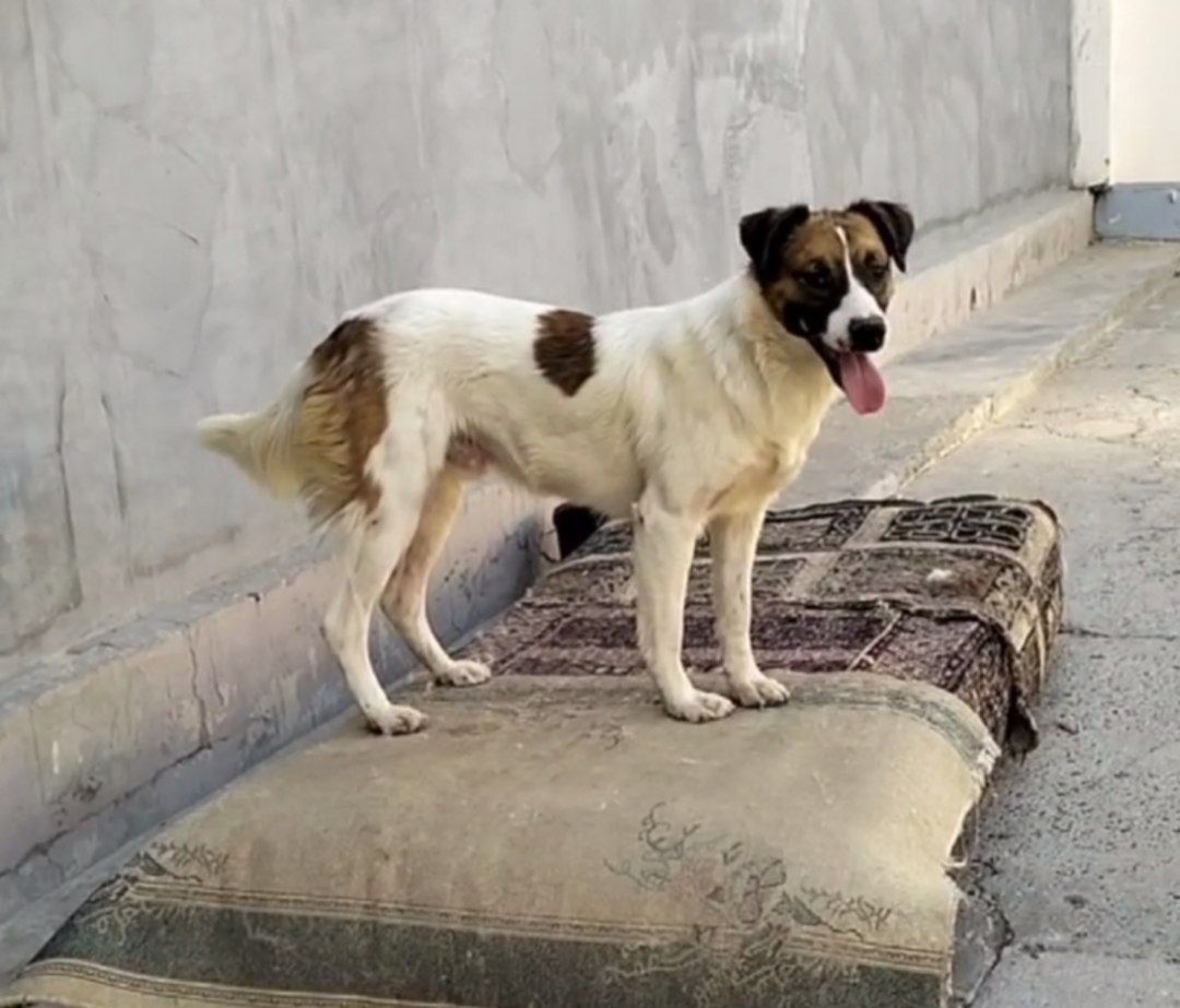 Bepul