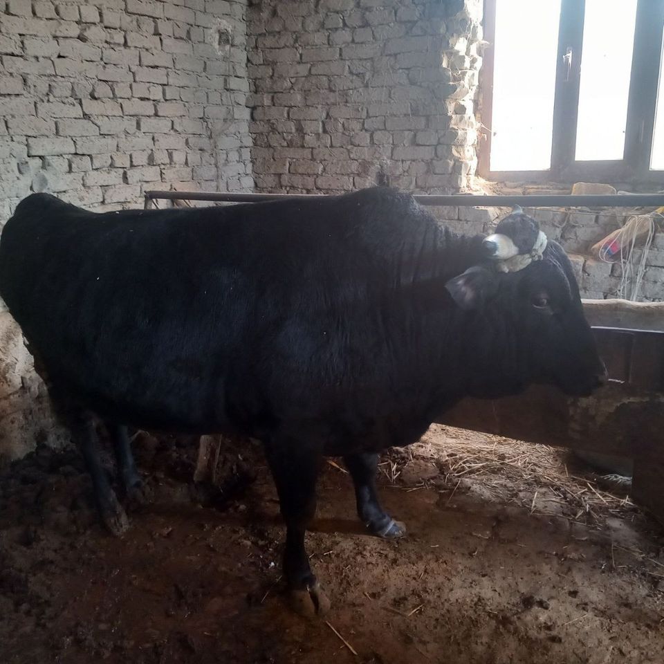28 000 сум