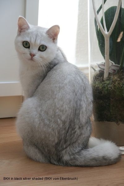 700 000 сум