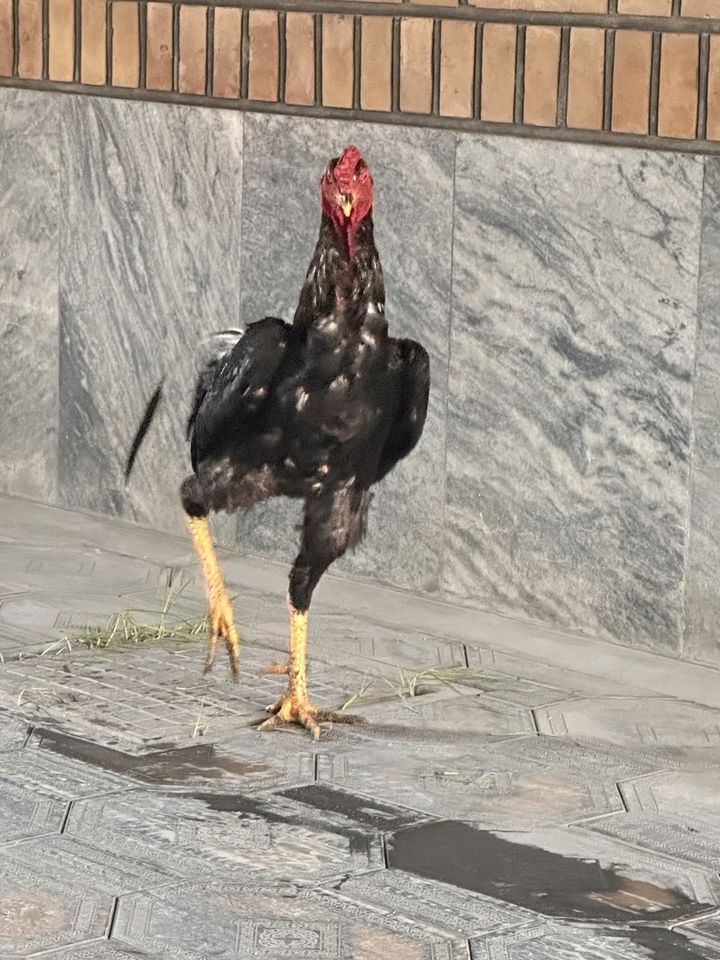 700 000 сум