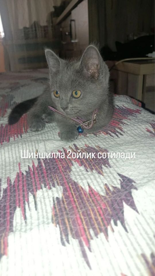 1 200 000 UZS