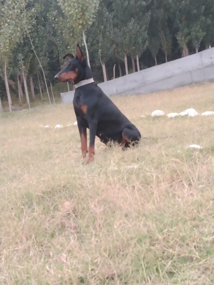 600 000 UZS