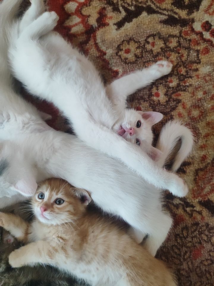 50 000 сум