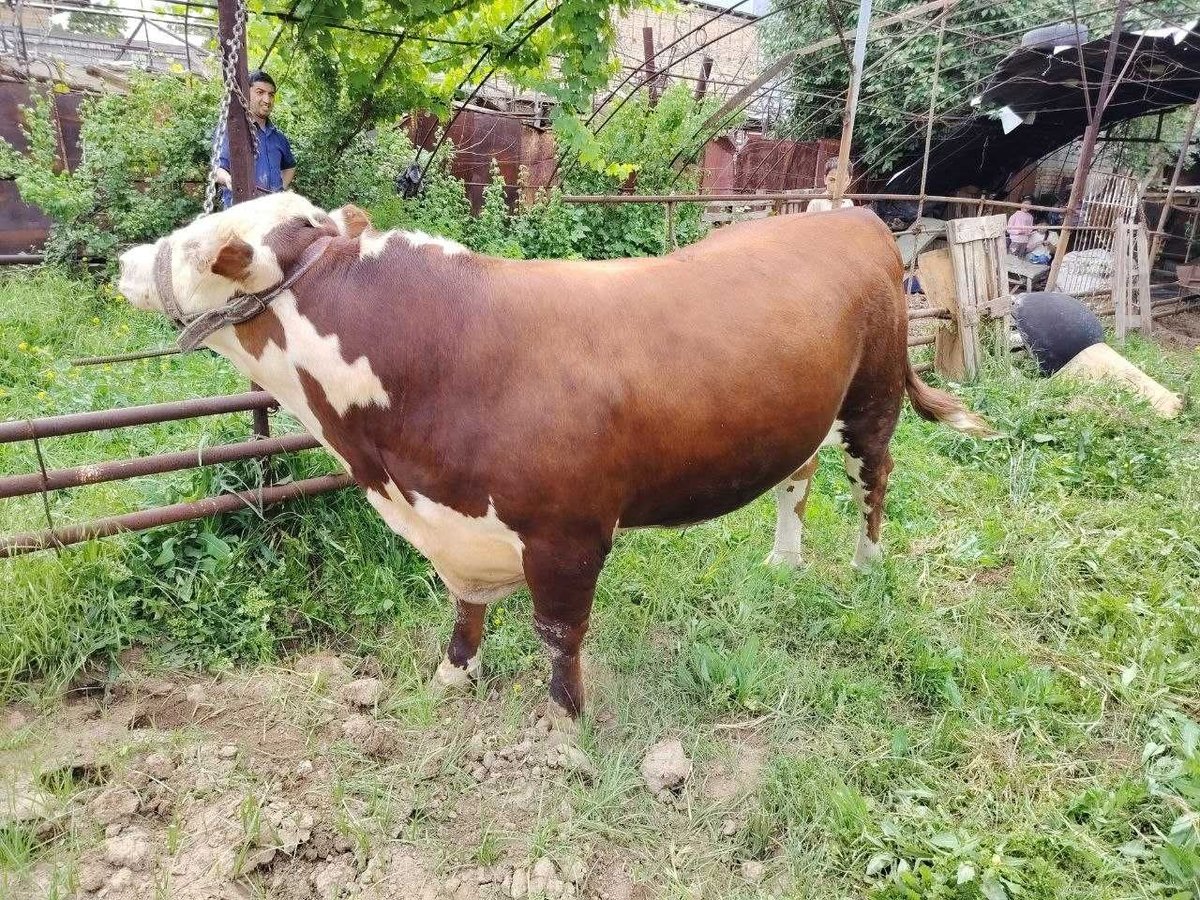 60 USD