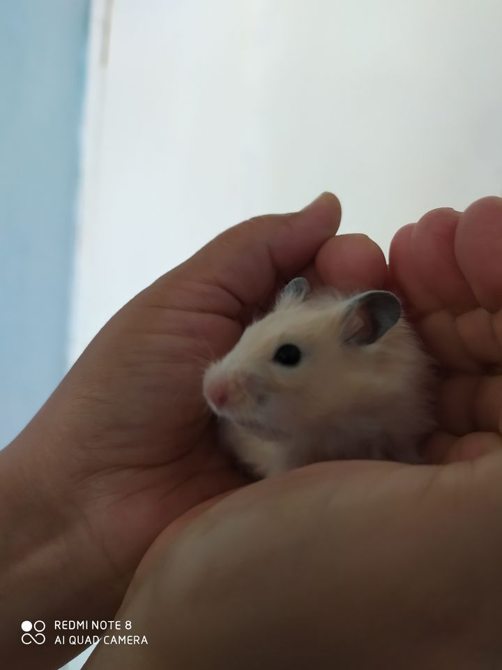 50 000 сум