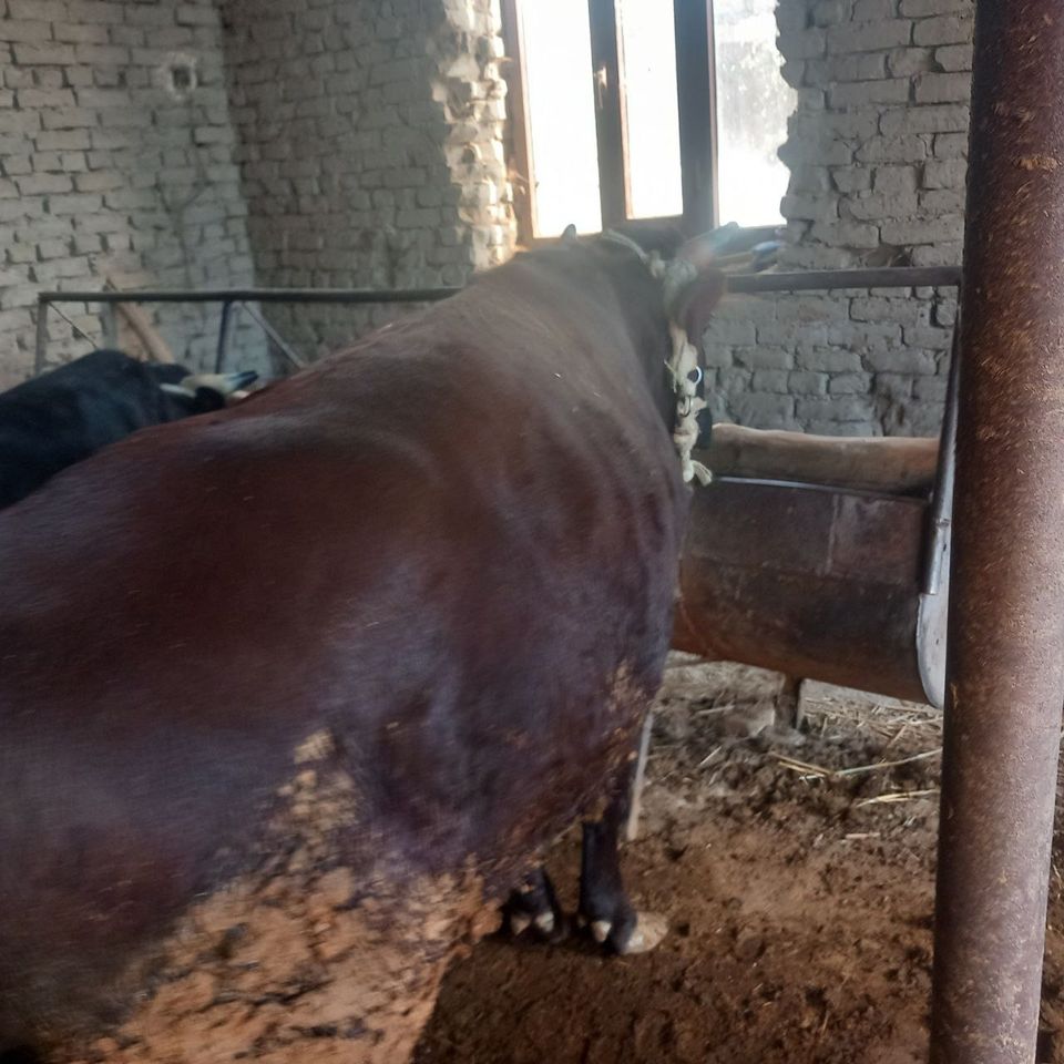 28 000 сум