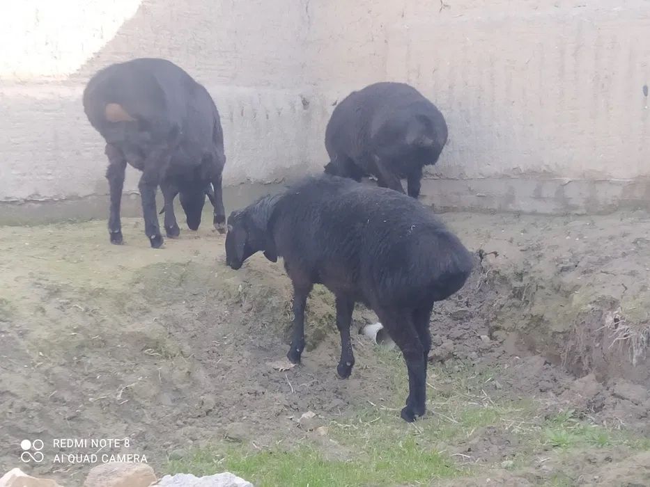 7 000 000 сум