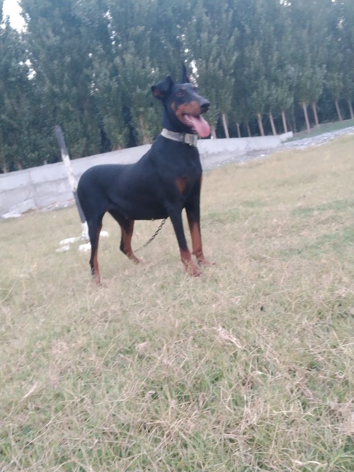 600 000 UZS