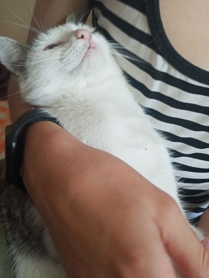 Бесплатно
