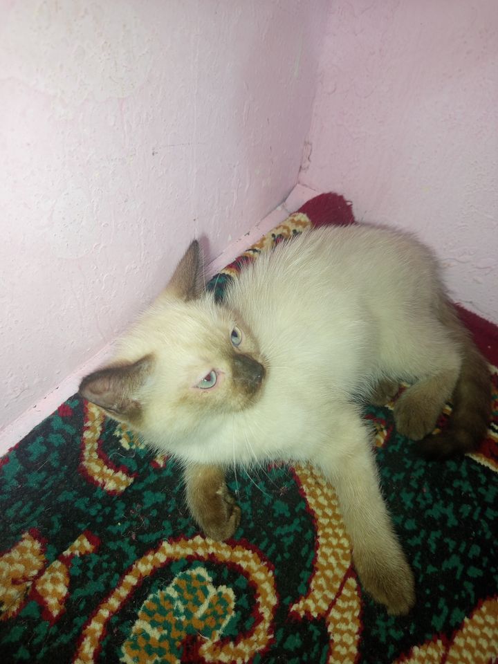 600 000 UZS