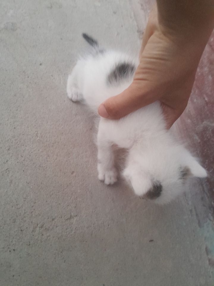 Free