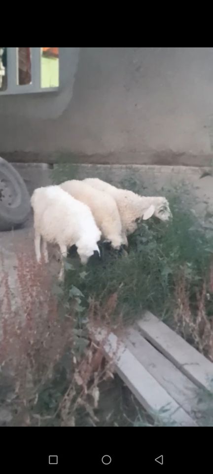 2 800 сум