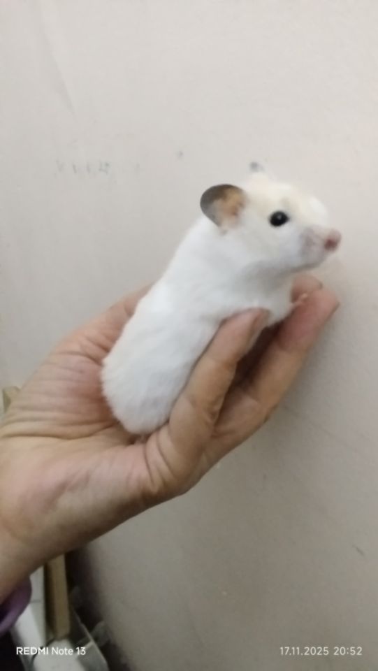 40 000 сум