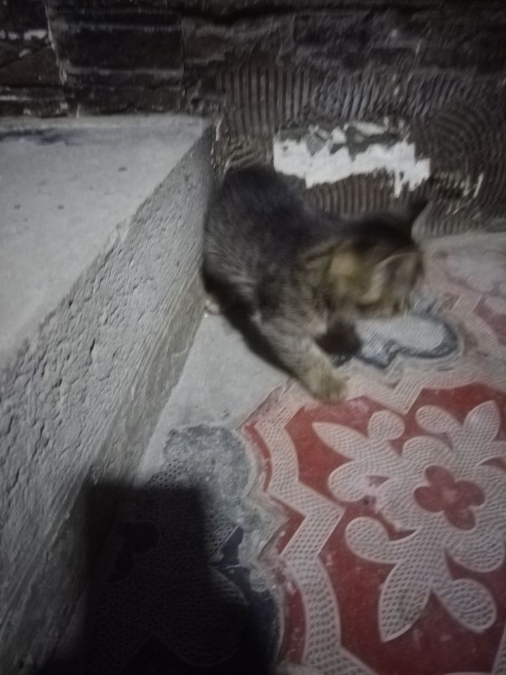 Free