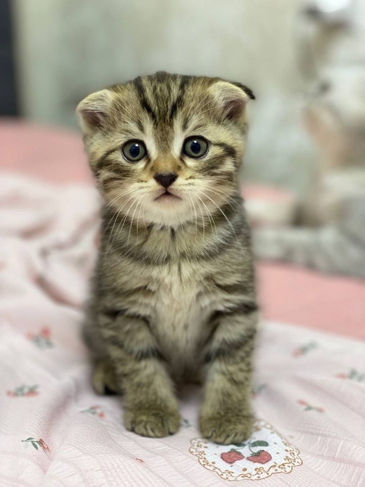 700 000 сум
