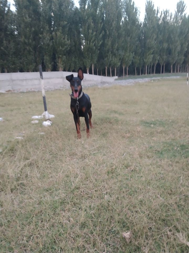 600 000 UZS