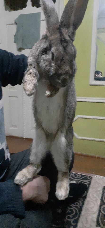 350 000 сум