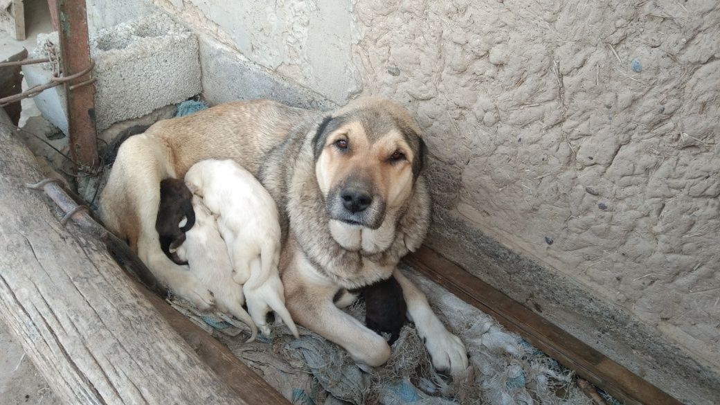 3 000 000 сум