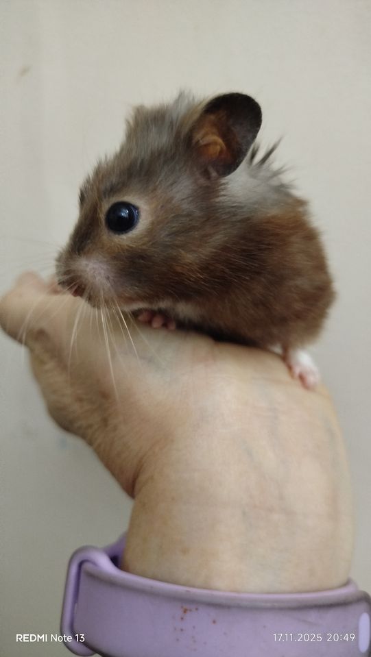 40 000 сум