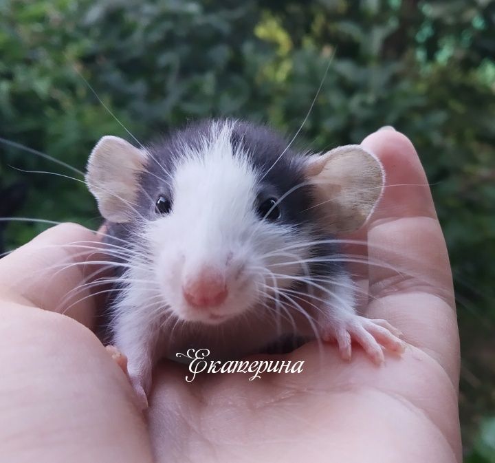 50 000 сум
