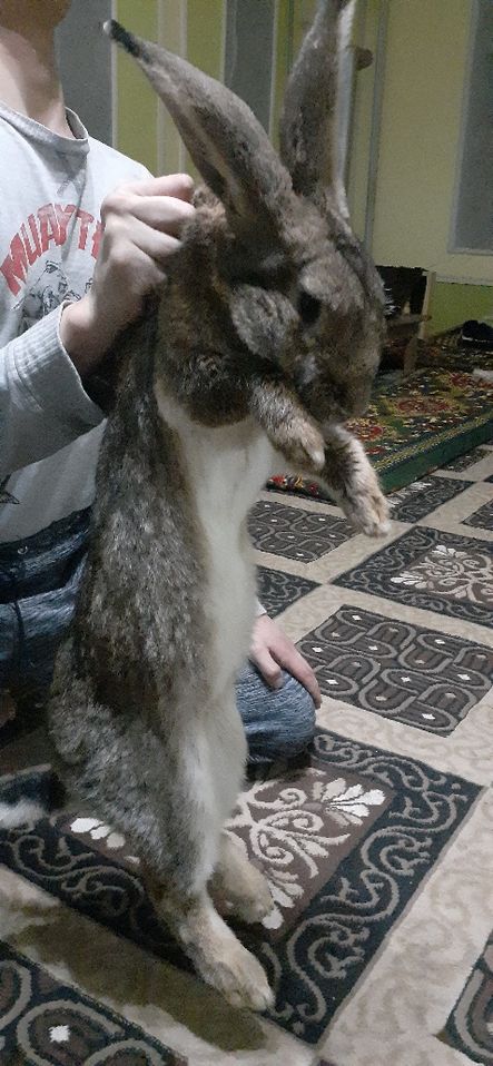 350 000 сум
