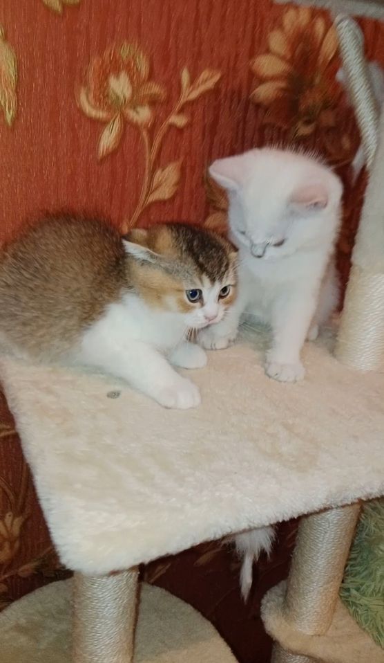 300 000 сум