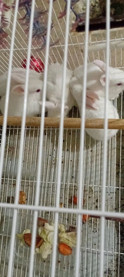 600 000 сум