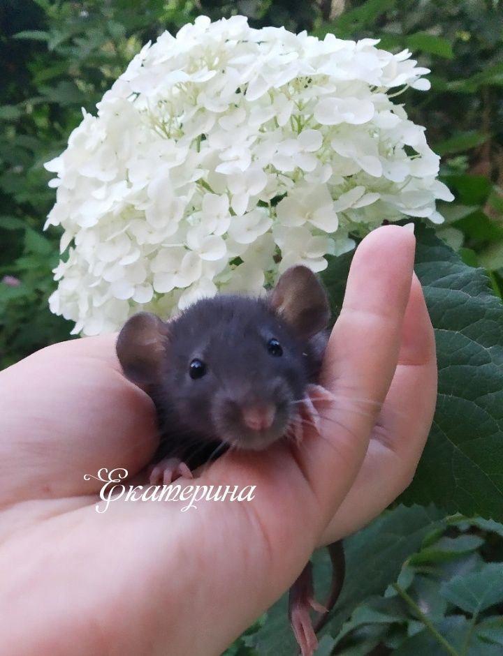 50 000 сум
