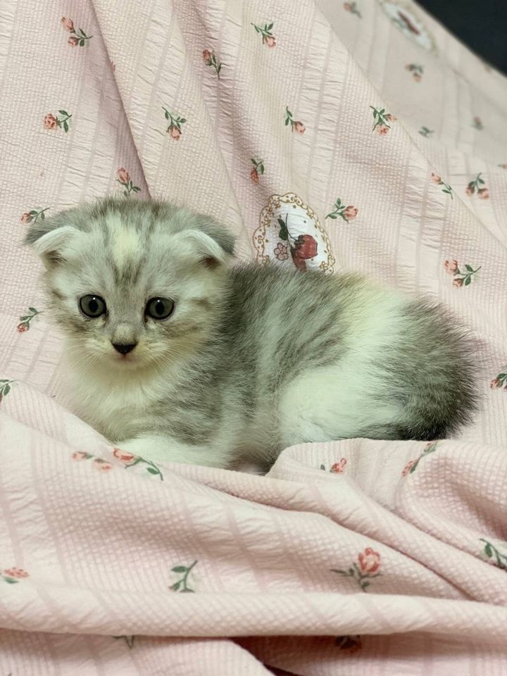 700 000 сум