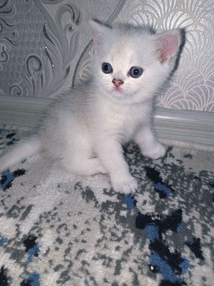 700 000 сум