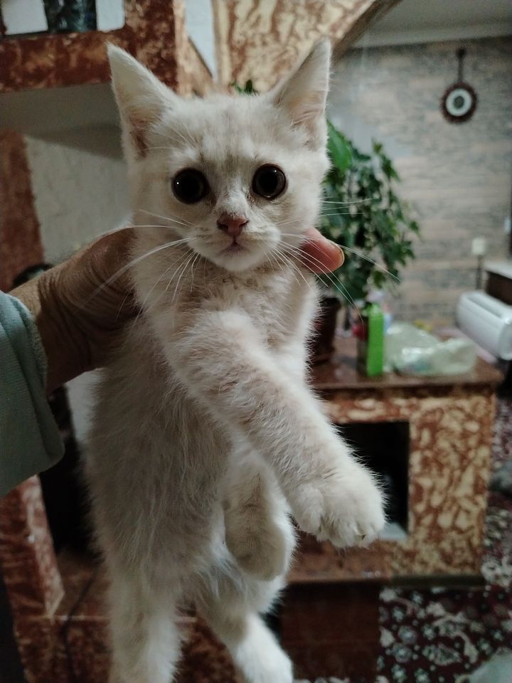 800 000 сум