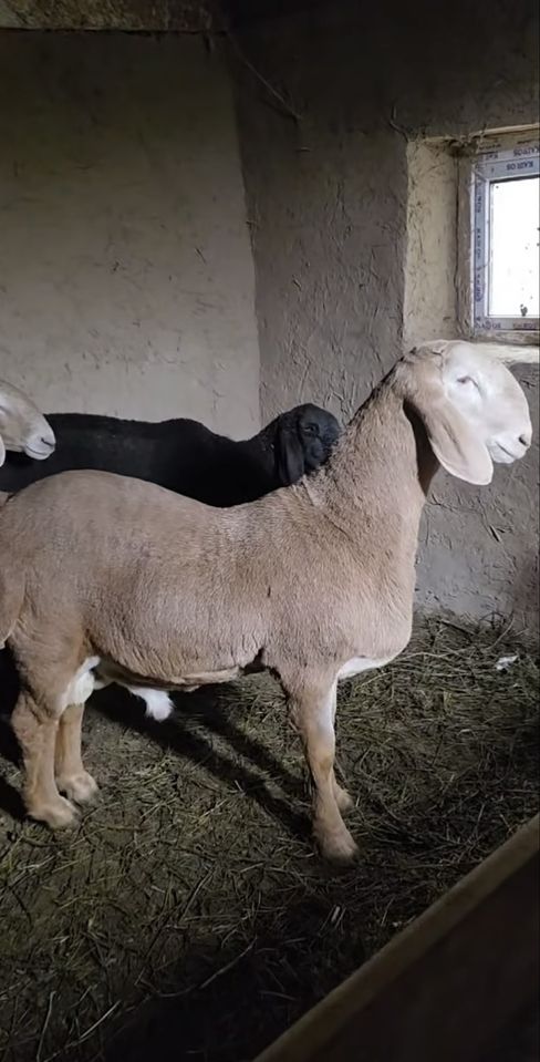 4 500 000 сум