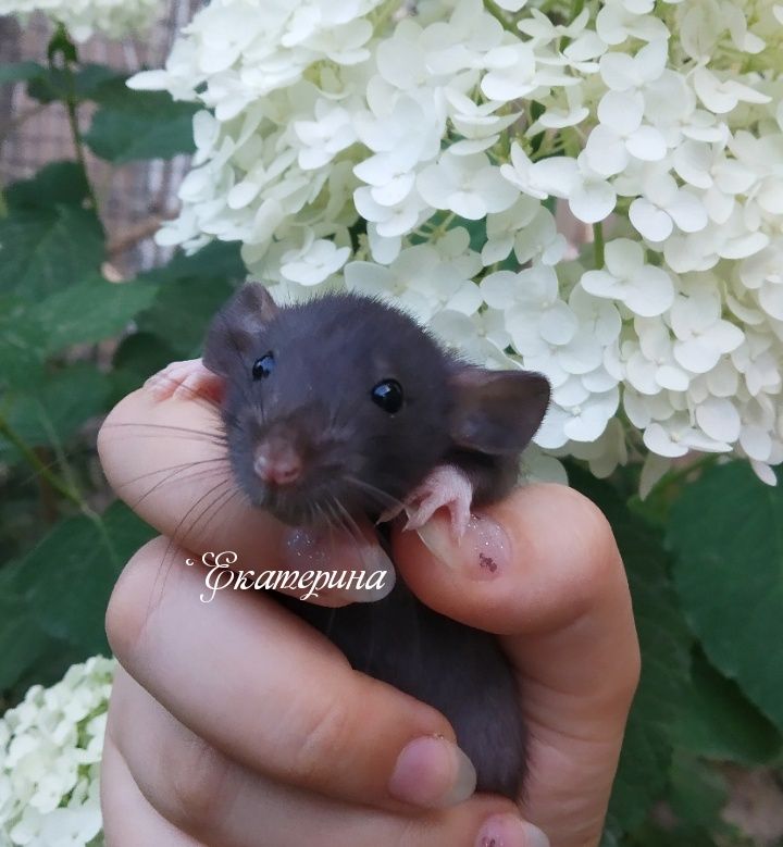 50 000 сум