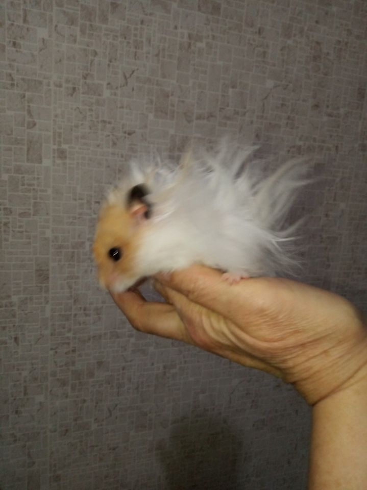 40 000 сум
