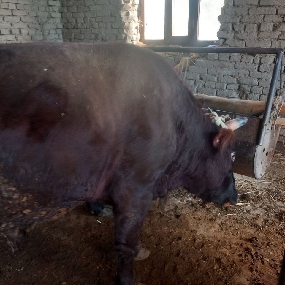 28 000 сум